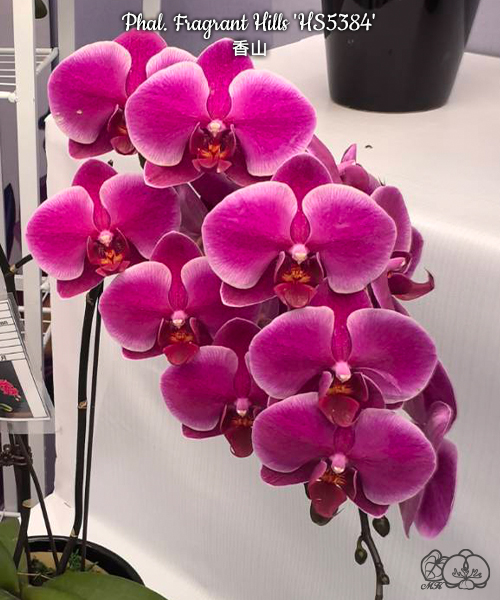 美琪園藝Miki Orchid - 品種庫